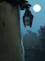 rebel-dodatek-everdell-stacja-nowolisc-asset1.jpg